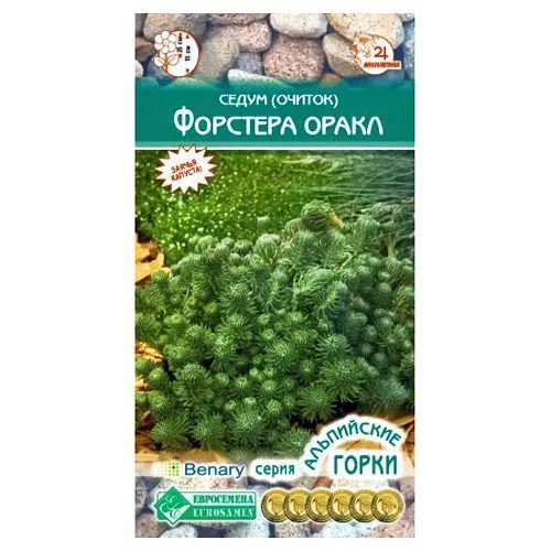 Седум (очиток) Форстера Оракл Евросемена