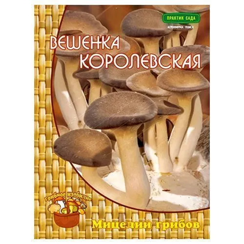 Вешенка Королевская Поиск