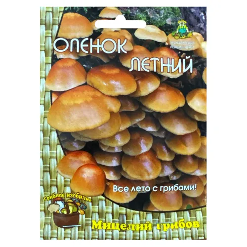 Опенок летний Поиск