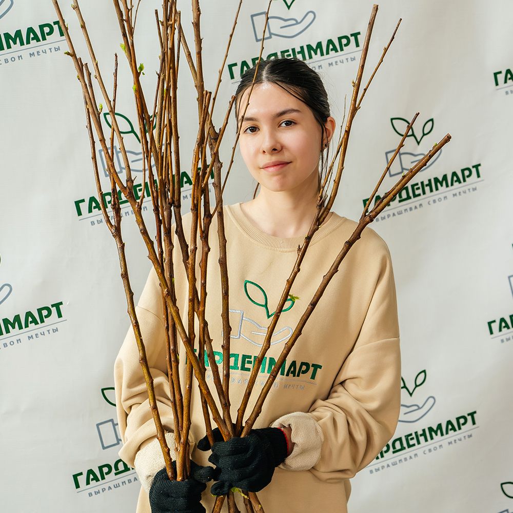 Персик Чемпион